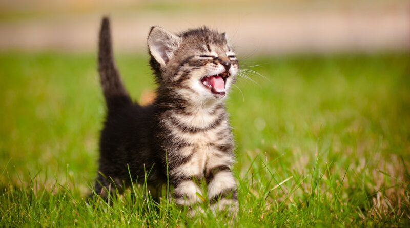 Antibiotics for feline herpes speed recovery in kittens with upper respiratory infection