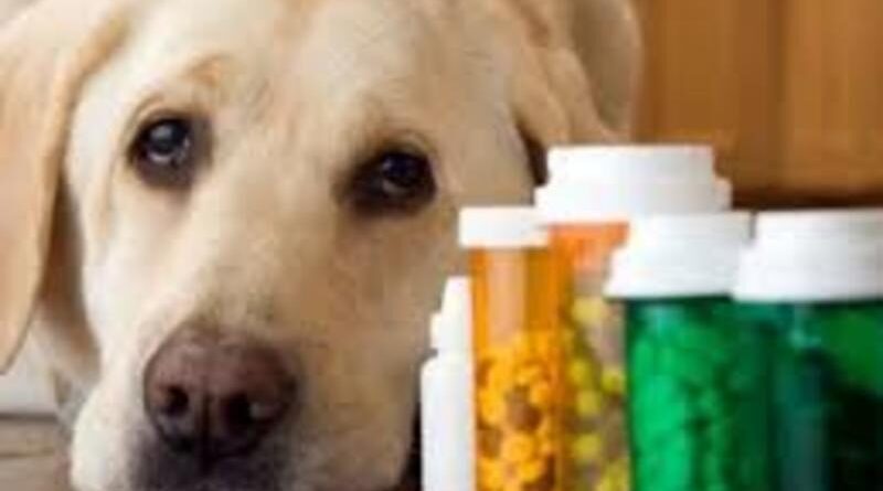 Pet Medicines Market || 2024-2031